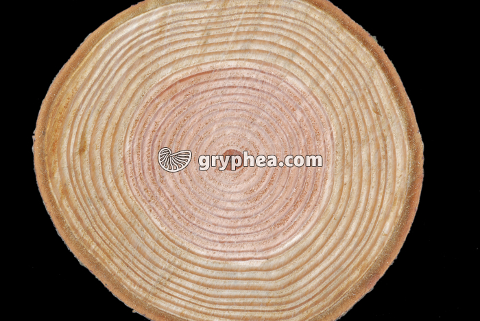 Tronc de Pin Douglas montrant les cernes de croissance CT - gryphea.org